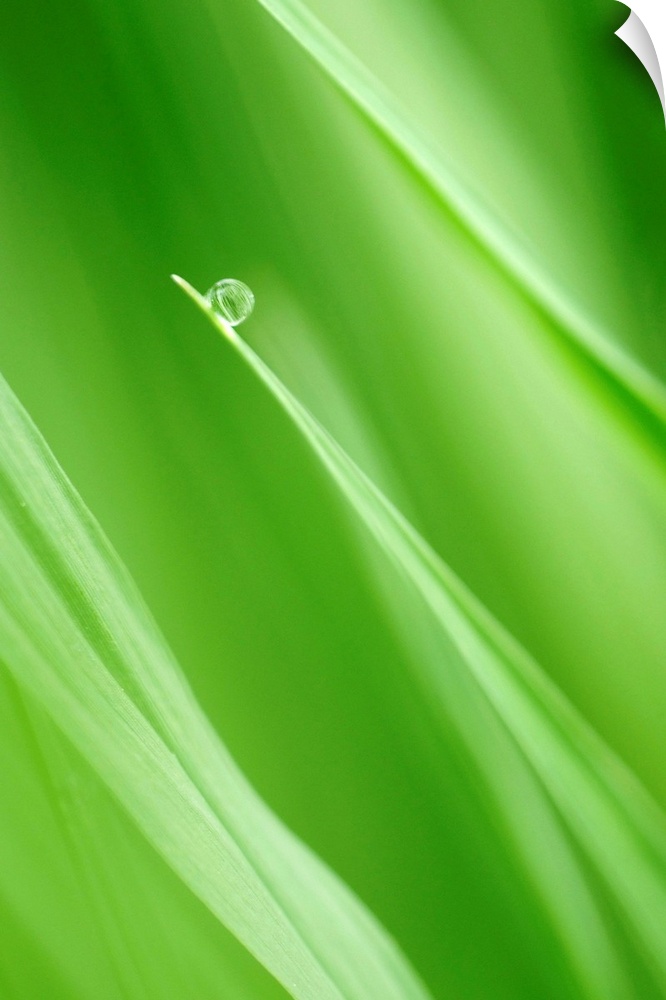 Close up photograph of a single drop of water hanging onto the end of a single blade of grass. Surrounding blades of grass...