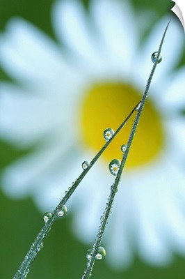 Blades of Grass After Rain with Daisy