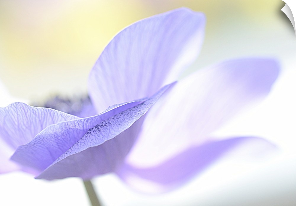 Macro photo of delicate pale blue petals of a poppy flower.