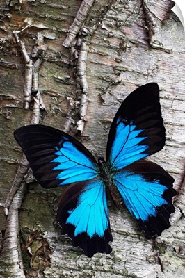 Blue Butterfly on Birch