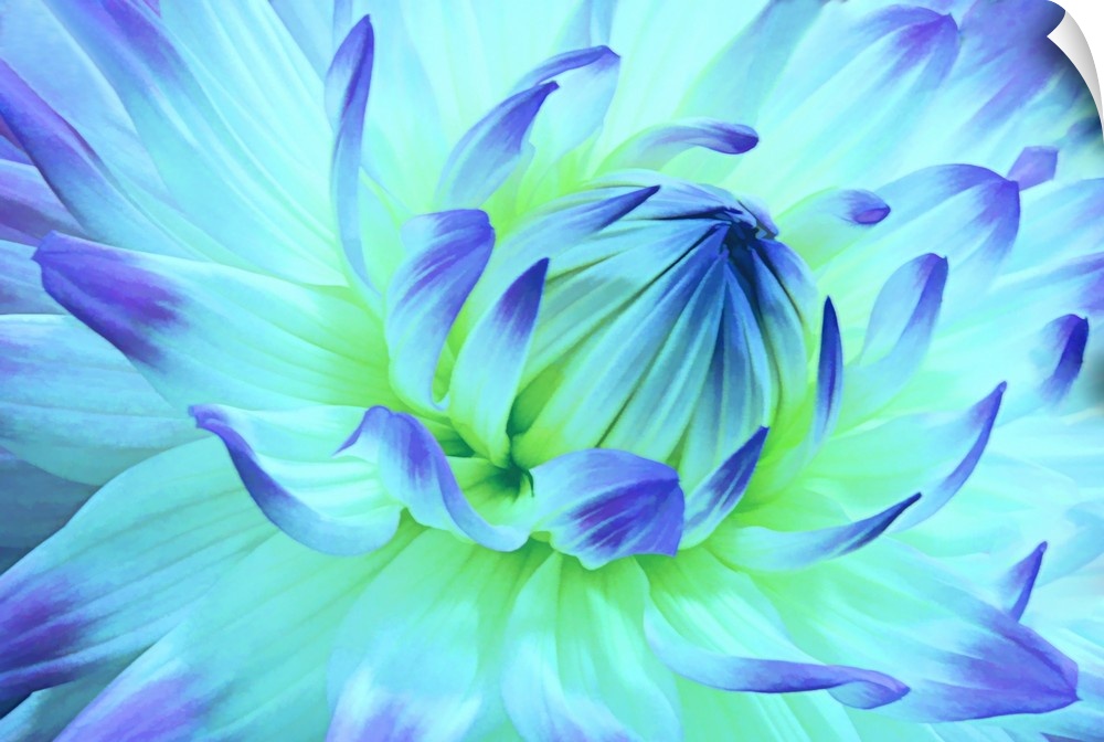 Close-up photograph of a blue dahlia.