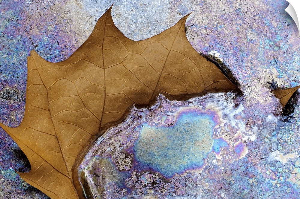 Fine Art photo of a single brown leaf partly submerged iniridescent pastel colored water.