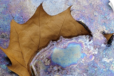Blue Iridescence Swallowing Brown Leaf