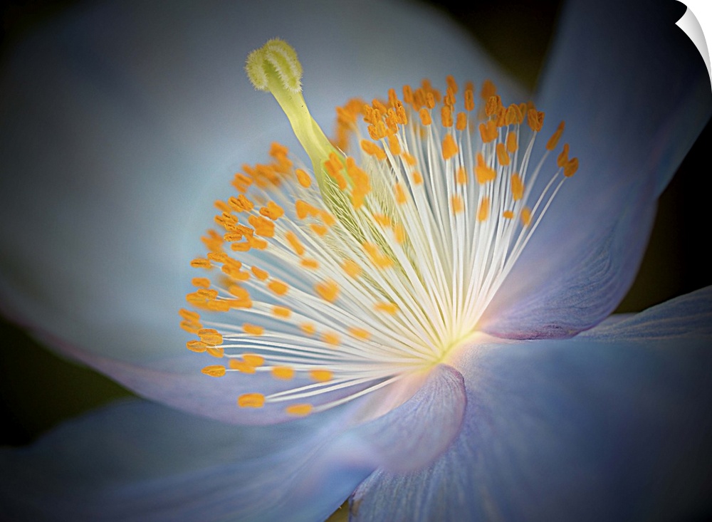 Close up photo of the center of a blue poppy with a yellow pistil and stamens.