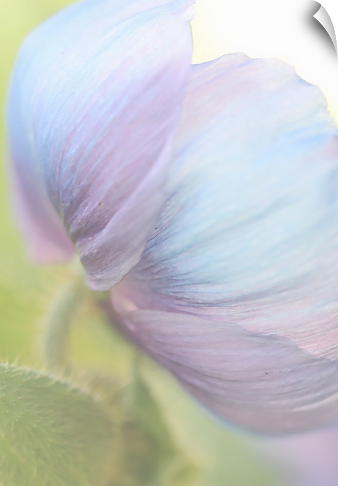 Close up photography of the underside of a poppy with pale blue petals.