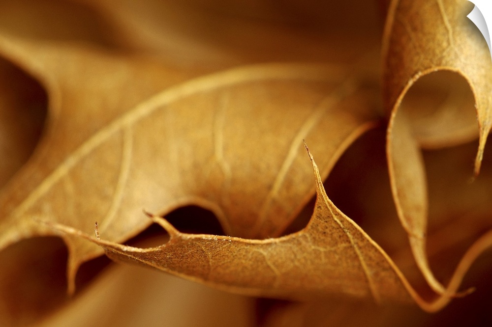 This is an extremely close up nature photograph of autumn leaves piled together.