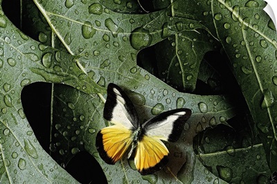 Butterfly On Oak Leaves