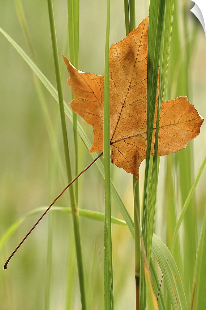 In this vertical nature photograph is a close up of a single autumn leaf has become trapped in blades of grass.