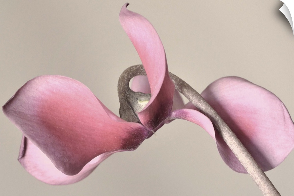 Macro photo of a pink flower with petals curling around its stem.