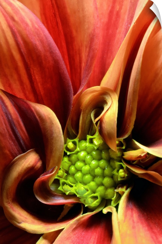 The stamen of a warm colored flower is pictured very closely.