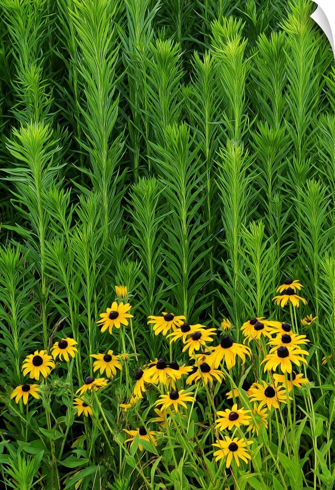 Close-up photograph of yellow flowers among green grass.
