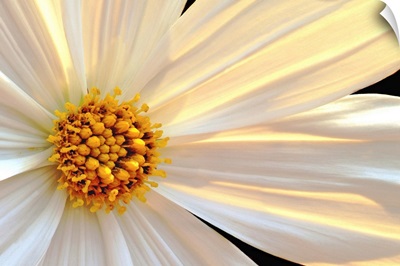 Daisy Detail in Sunlight