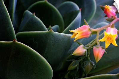 Desert Flower in Cactus Leaves