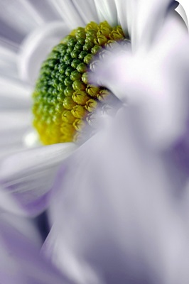 Detail of White Petals on Daisy
