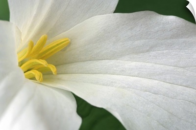Detail of White Rock Flower