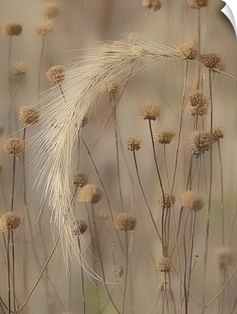 Close-up photograph of foxtail grass.