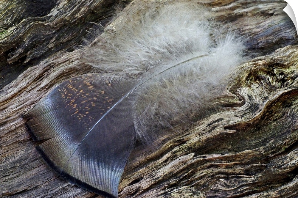 Feather Fallen on Log