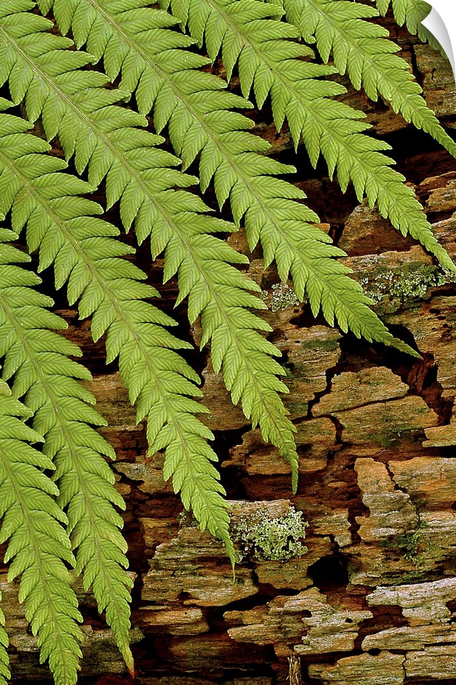 The leaves of a fern plant are photographed resting against moss covered bark.
