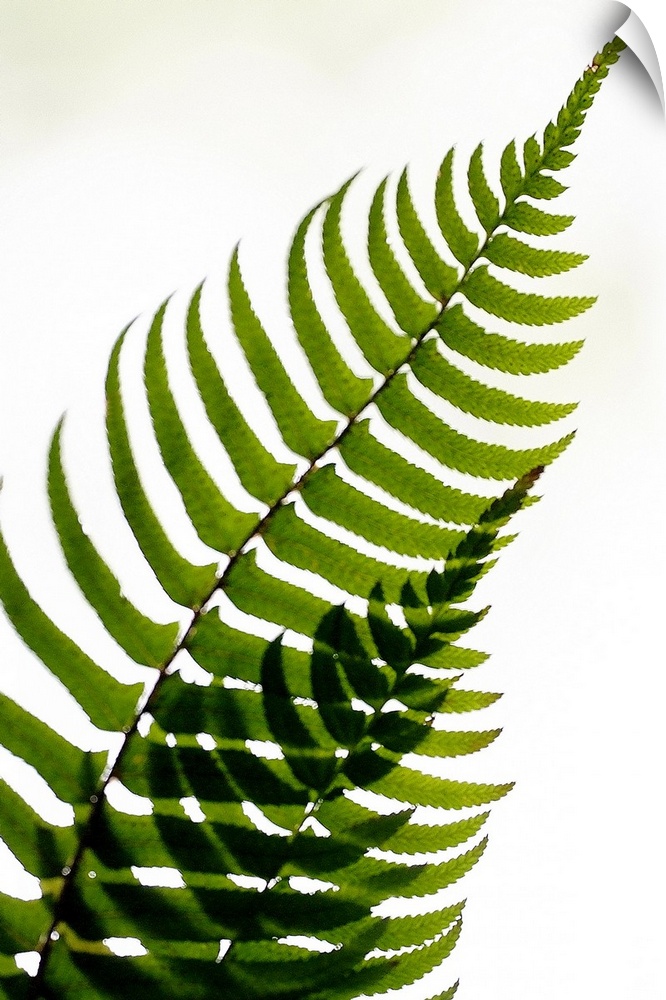 Two fern fronds intersect to create an abstract pattern with their leaves on a plain white background.