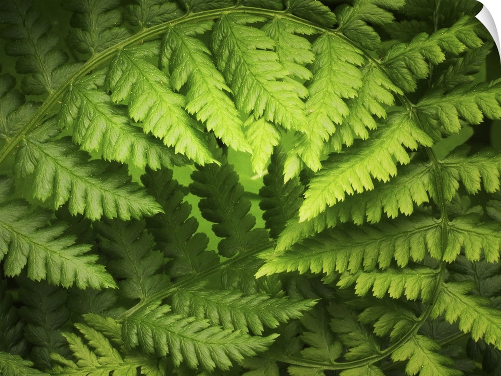 A big up close canvas print of a fern branch curving around.