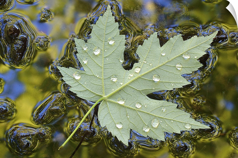 A shallow puddle reflects the trees above and contains a single leaf floating face down on its surface.