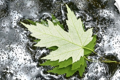 Floating Maple Leaves