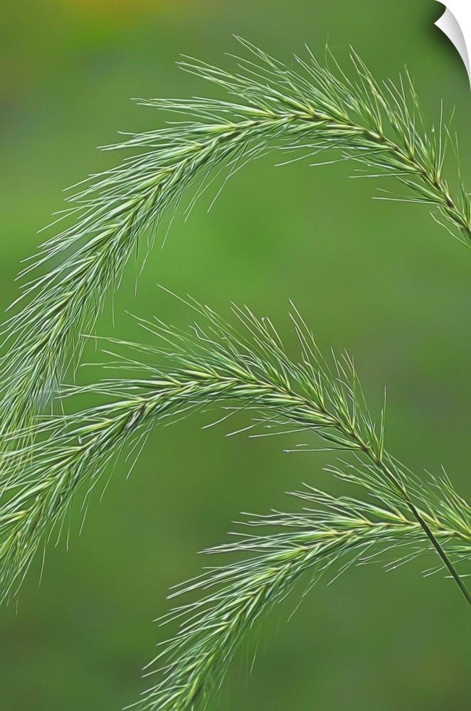 Close-up photograph of foxtail grass.