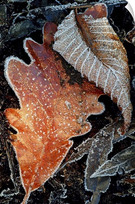 Frost on Leaves