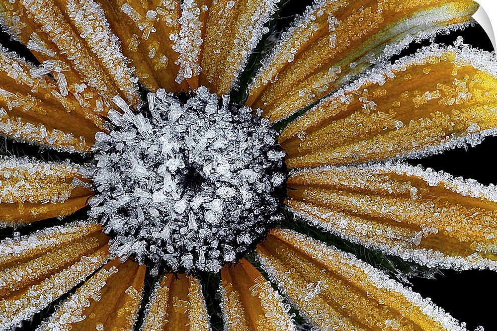 Up-close photograph of flower covered in ice after a frost.  Tiny ice crystals are packed on the petals.