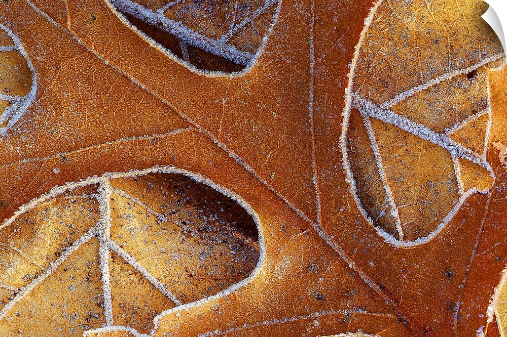 Photo on canvas of the up close view of fall leaves with frost around their edges.
