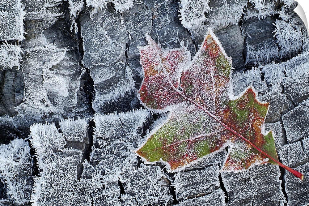 Frosted Oak Leaf on Frozen Logs