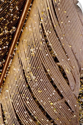 Grains of Sand on Brown Feather