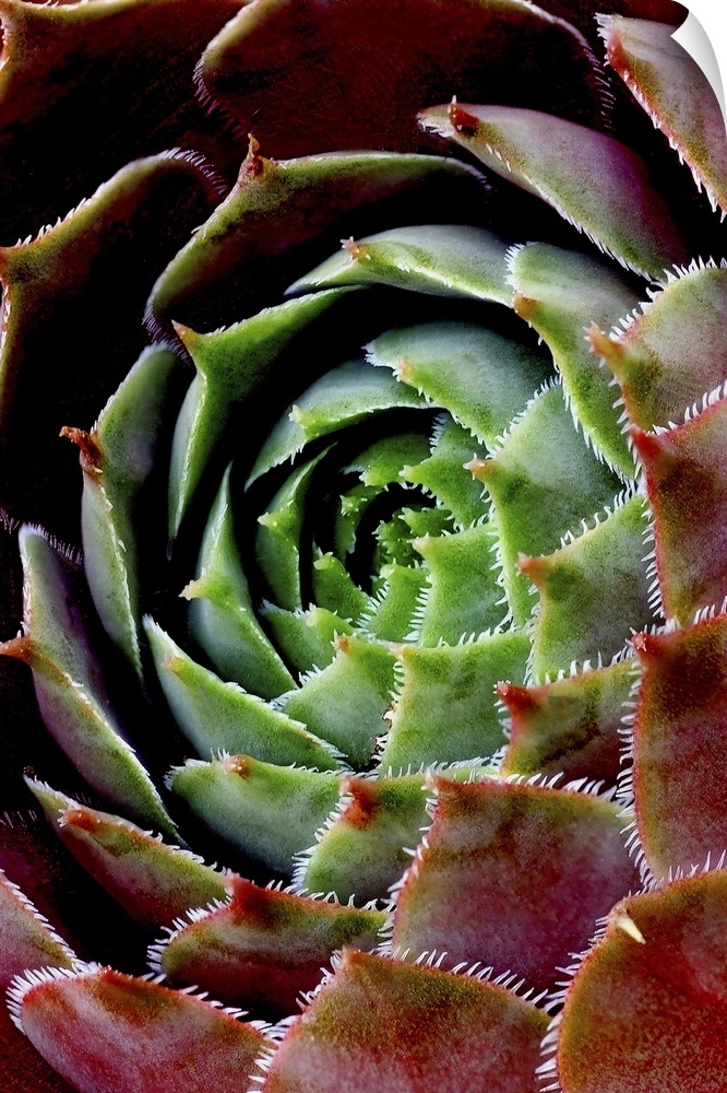 A very closely taken photograph of the center of a succulent plant. Much detail is shown on its petals.