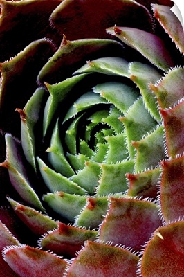 Green and Red Succulent