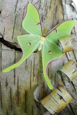 Green Moth on Birch