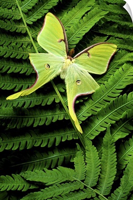 Green Moth on Ferns