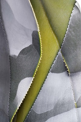 Grey Pattern on Green Leaf