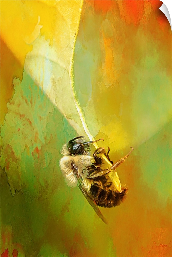 Close-up photograph of a bee clinging to the end of a leaf.