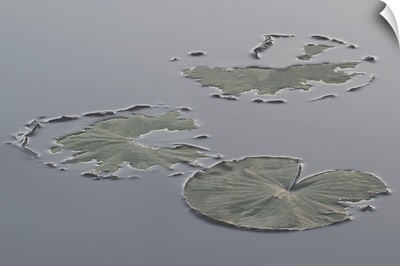 Hint of Lilypads