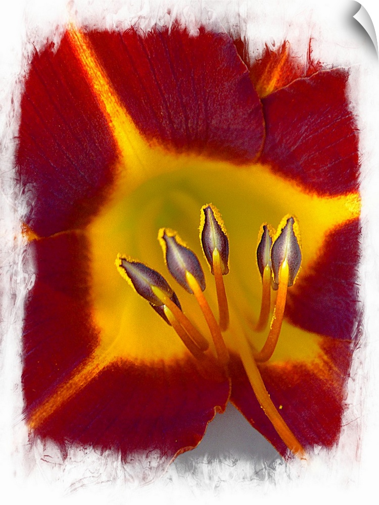 A macro photograph of a red and yellow flower.