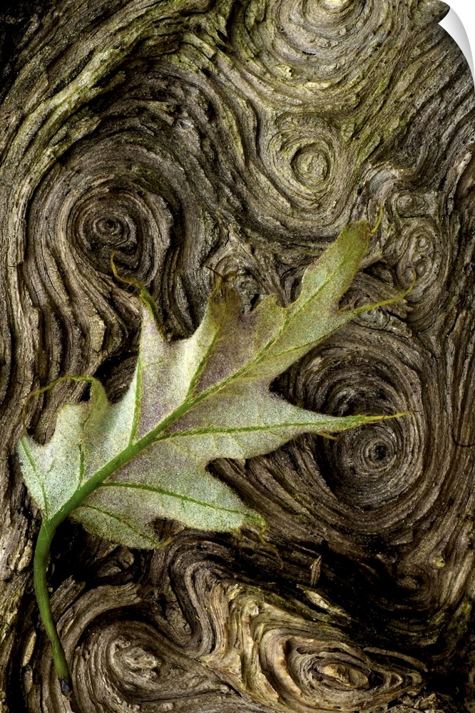 A single leaf is photographed against tree bark that contains spirals.