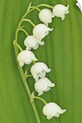 Lily of the Valley on Greenery