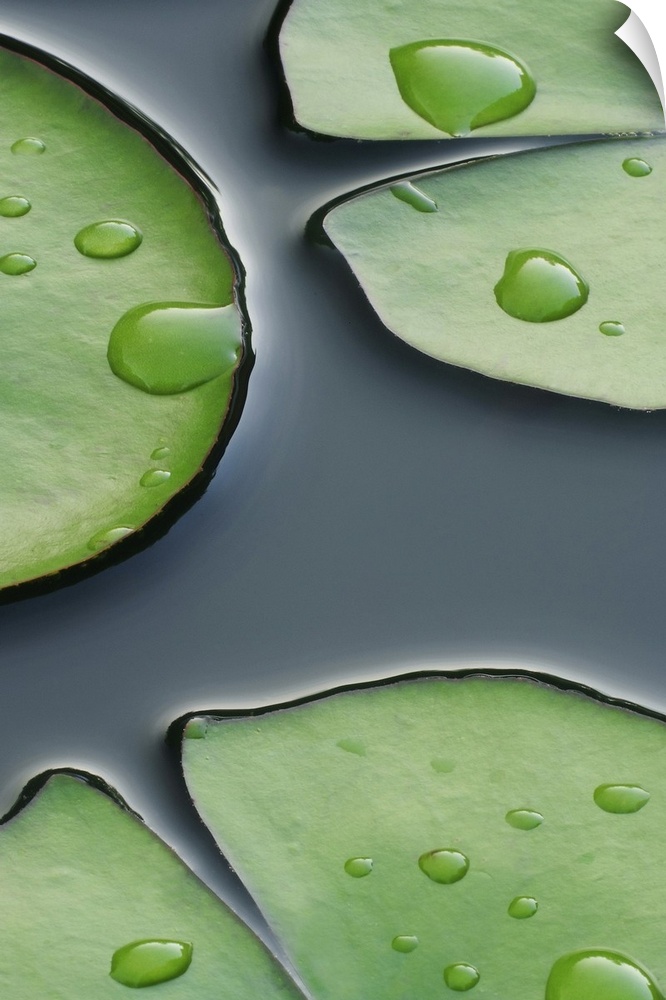 Photograph taken closely of lily pads with large water droplets on them as they sit on the surface of water.