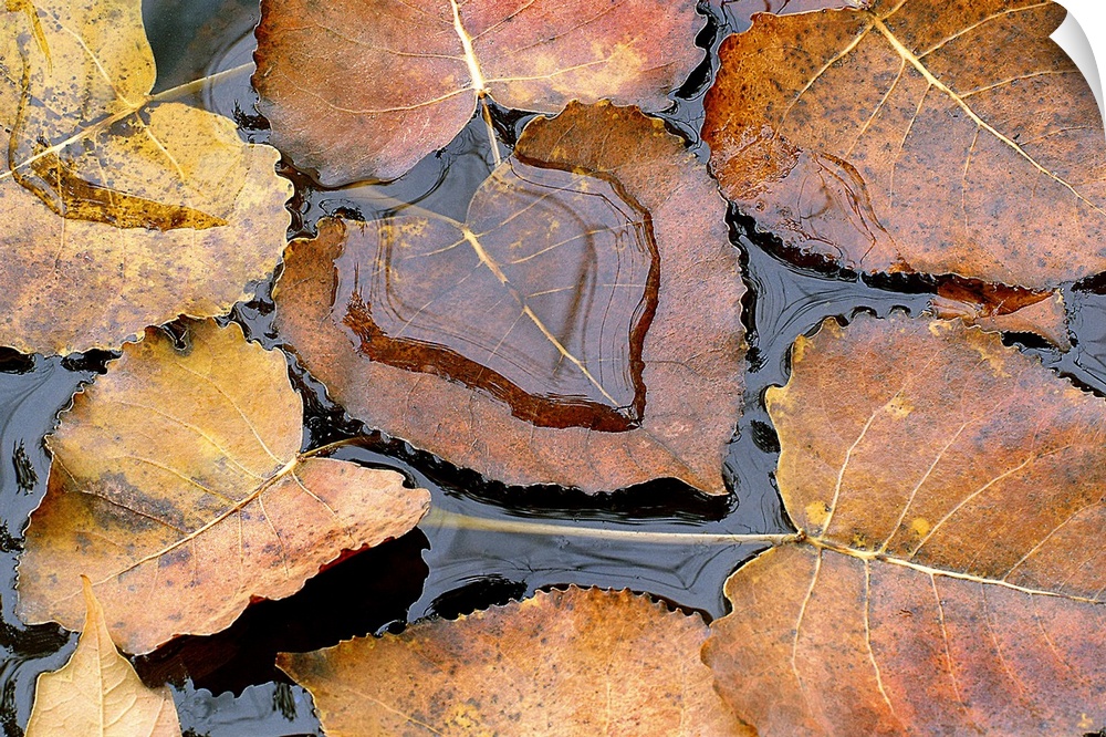 Large photograph focuses on a few Fall leaves sitting quietly on the top of a body of water.