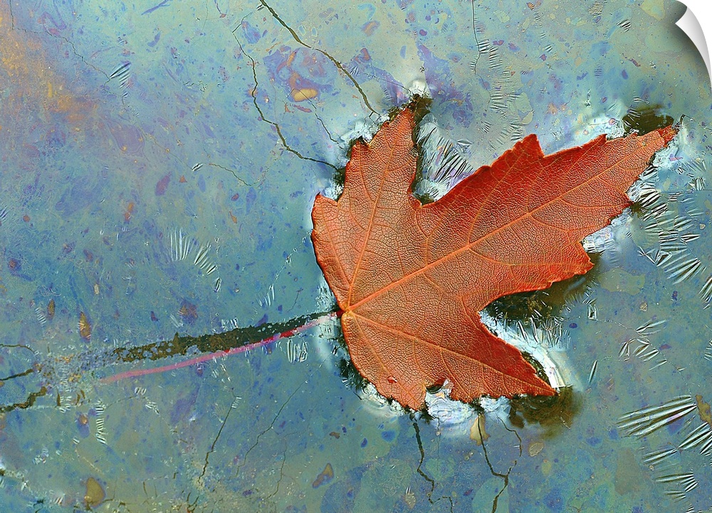 A single fallen leaf in autumn floating on the surface of a pond, the oily properties of the water creating a false cracke...