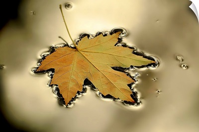 Maple Leaf Floating in a Platinum Puddle