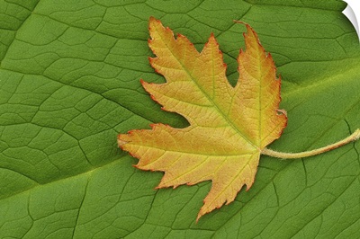Maple on a Green Giant
