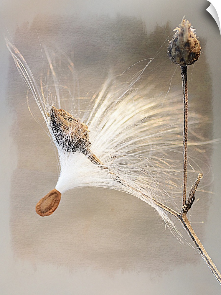 Close-up photograph of a milkweed seedhead.