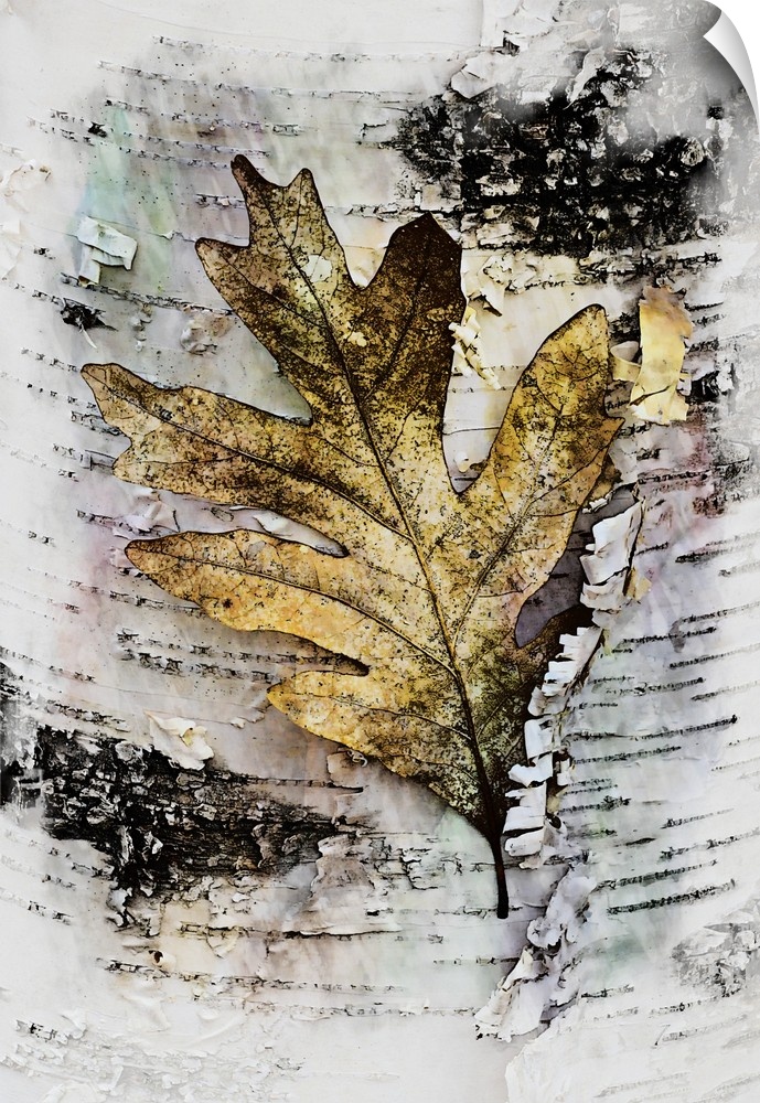 An artistic photograph of an oak leaf on a bark peeling birch.