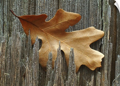 Oak Leaf In Stump